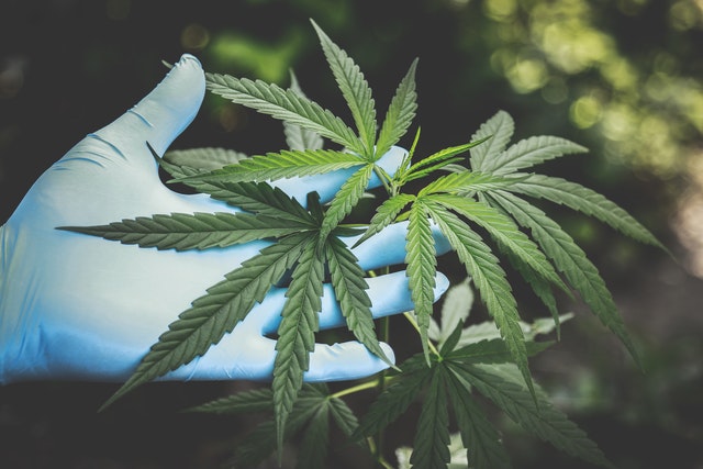 cbd kapky
