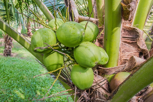 kokosový ořech ve slupce 